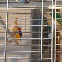 Diamanti di Gould