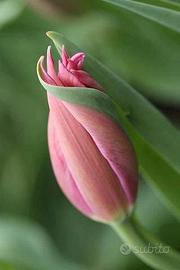 ? Assistente familiare qualificata -