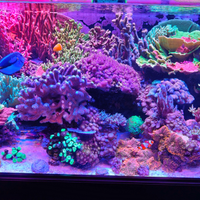 Abbondanti potature di coralli sps