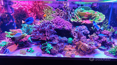 Abbondanti potature di coralli sps