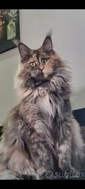 Maine Coon 