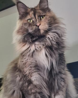 Maine Coon 