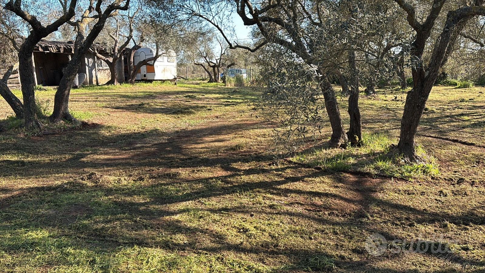 Oliveto con pozzo - Vista 5