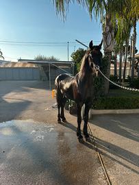 Cavallo frisone 24 mesi