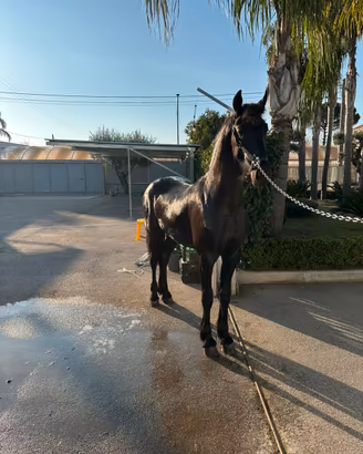 Cavallo frisone 24 mesi