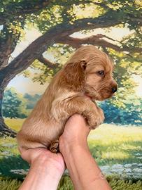 Cucciolo Cocker Spaniel