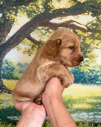 Cucciolo Cocker Spaniel