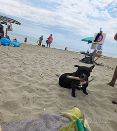 American bully pocket