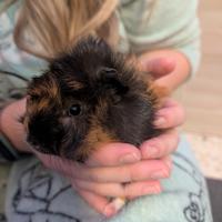 Cucciolo porcellino d'India maschio dolcissimo