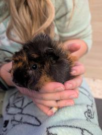 Cucciolo porcellino d'India maschio dolcissimo