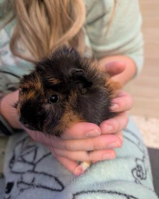 Cucciolo porcellino d'India maschio dolcissimo