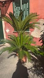 Pianta Cycas