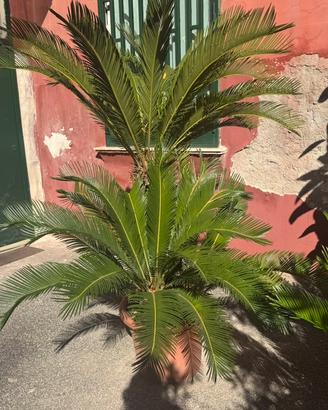 Pianta Cycas