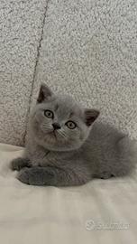 Gattina scottish straight blue