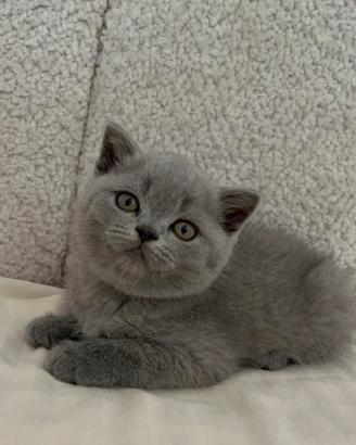 Gattina scottish straight blue