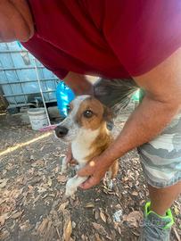Simil Jack Russell 7 anni SOLO IN UN POLLAIO