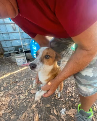 Simil Jack Russell 7 anni SOLO IN UN POLLAIO