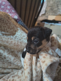 Jack Russell terrier