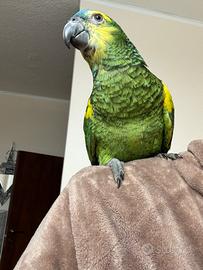 Amazzone Fronte Blu Femmina 2 anni