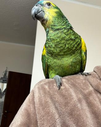 Amazzone Fronte Blu Femmina 2 anni