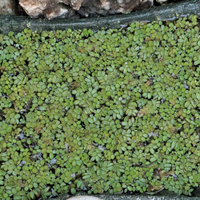 Salvinia
