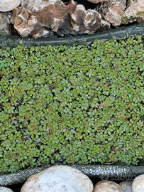 Salvinia
