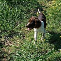 Cane da tartufo