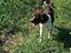 Immagine 1
