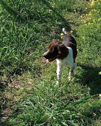 Cane da tartufo