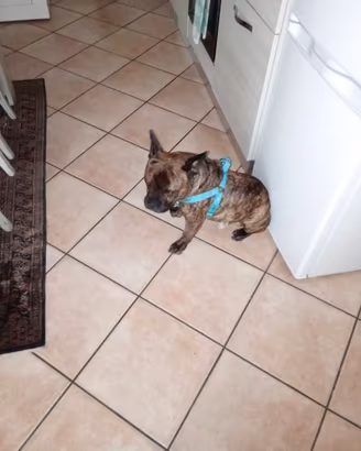 Regaliamo cane di taglia medio -piccola