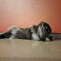 Coniglio Nano Testa di Leone