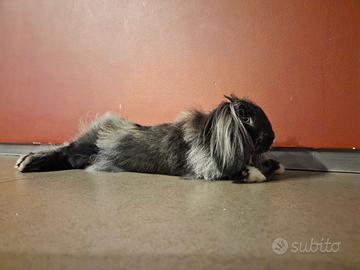 Coniglio Nano Testa di Leone