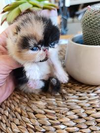 Gatto persiano