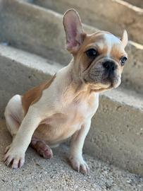 Bulldog francese