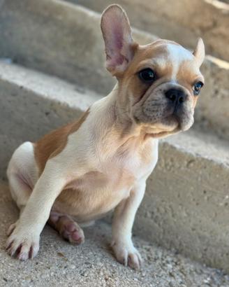 Bulldog francese