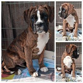 Boxer maschio