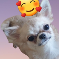 Chihuahua femmina