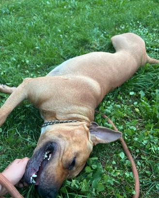 Cucciolone pitbull