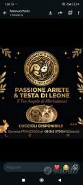 Conigli nani ariete per minilop