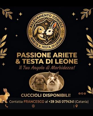 Conigli nani ariete per minilop