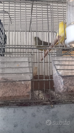 Si cedono due coppie di canarini