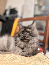 Re homing Maine coon gattina 16 mesi