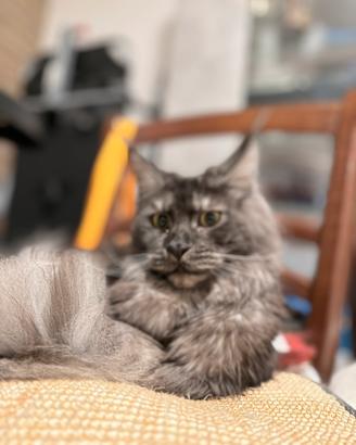 Re homing Maine coon gattina 16 mesi