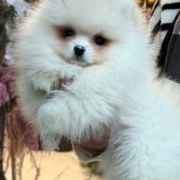 POMERANIA BIANCO "mini" linee americane