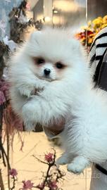 POMERANIA BIANCO "mini" linee americane