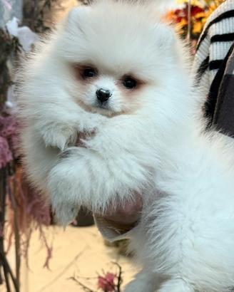 POMERANIA BIANCO "mini" linee americane