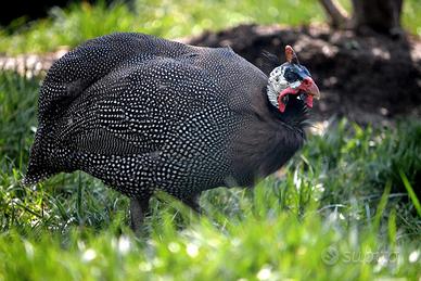 Galline faraone