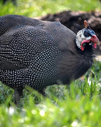 Galline faraone