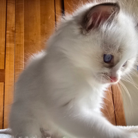 Cuccioli Ragdoll