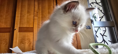 Cuccioli Ragdoll